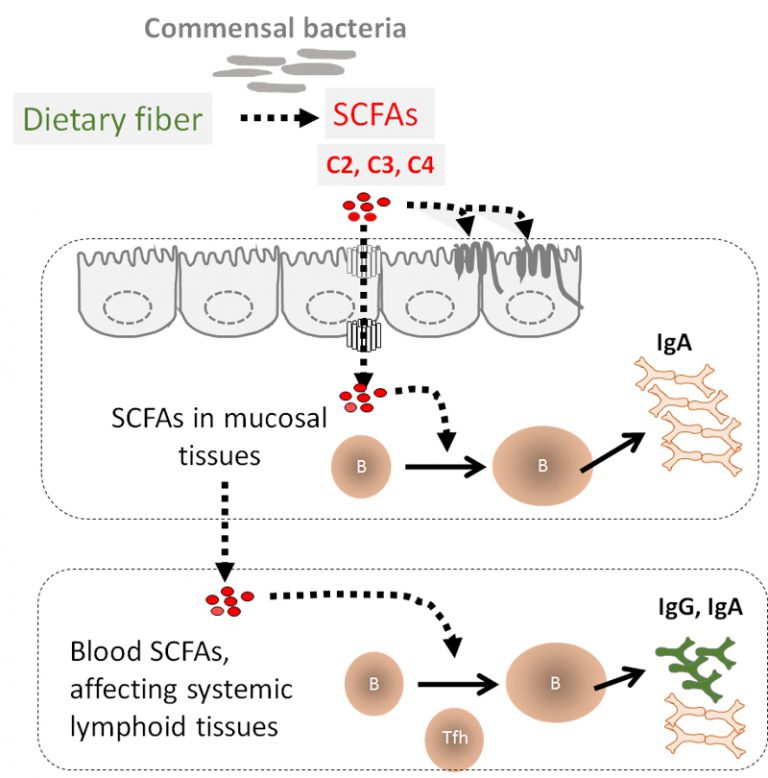 Figure-1-short-chain-fatty-acids-boost-antibody-production