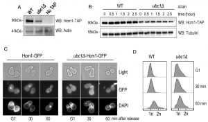 figure-6-snf1-expression-not-stability-requires-ubc1-e2-activity