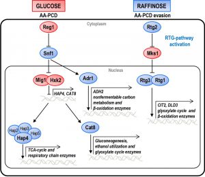 figure-1-mitochondrial-rtg-pathway-and-glucose-repression