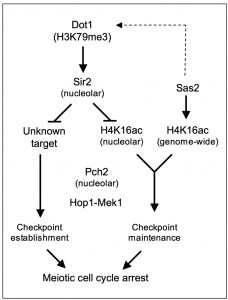 figure-10-meiotic-checkpoint-role-of-h4k16ac-kopie