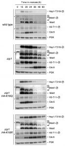 figure-3-meiotic-checkpoint-role-of-h4k16ac-kopie