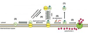 figure-5-bax-phosphoregulation-and-interaction-with-bcl-xl