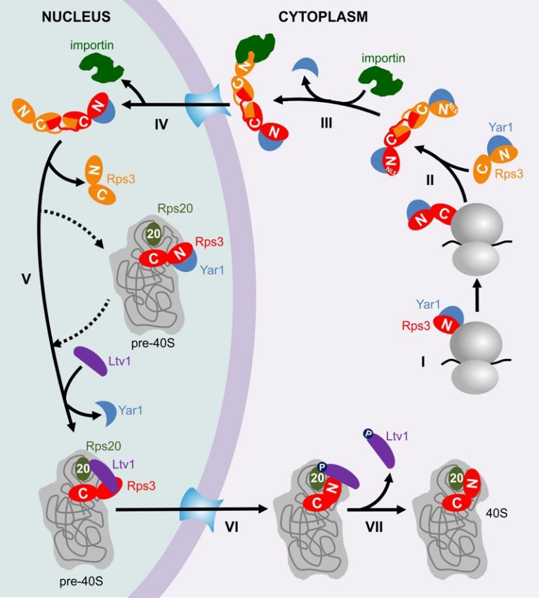 Figure 1 The Journey Of Rps3 During Ribosome Maturation