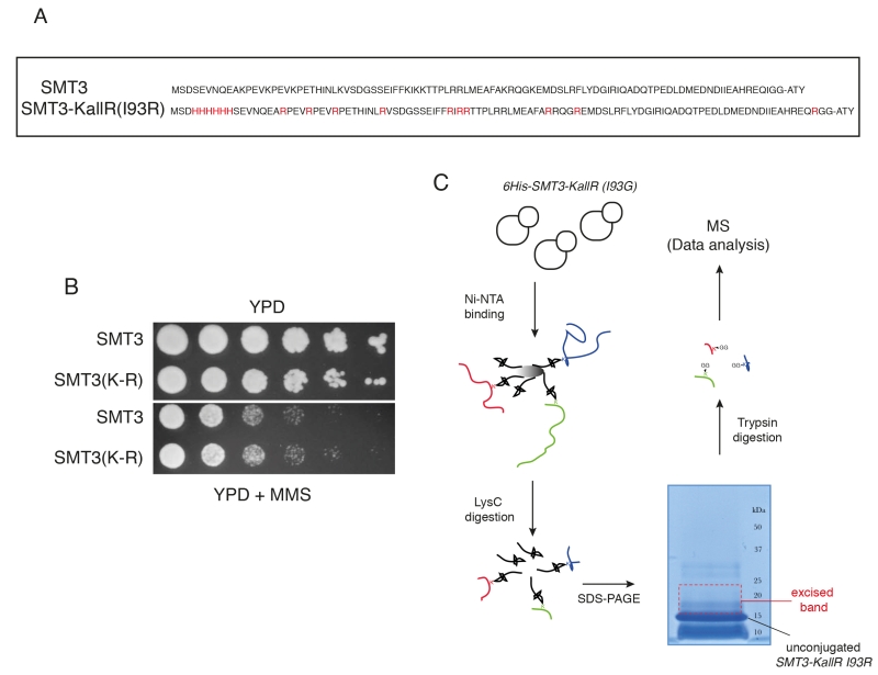 Purification of bulk SUMO conjugates from yeast. A, schematic of the