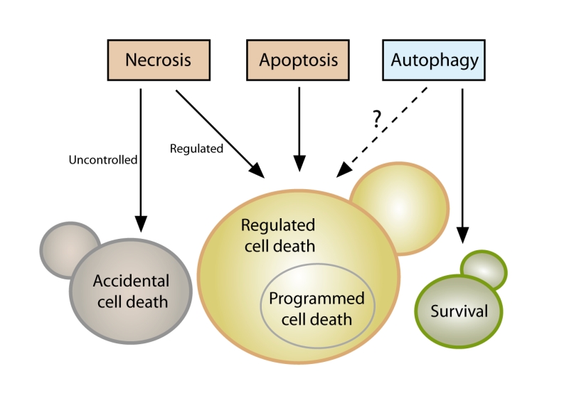 Types of cell death according to the Nomenclature Committee on