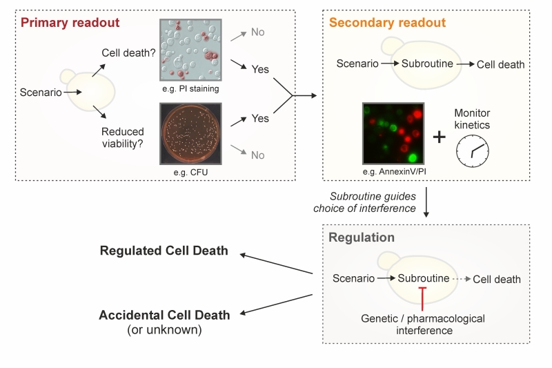 Types of cell death according to the Nomenclature Committee on