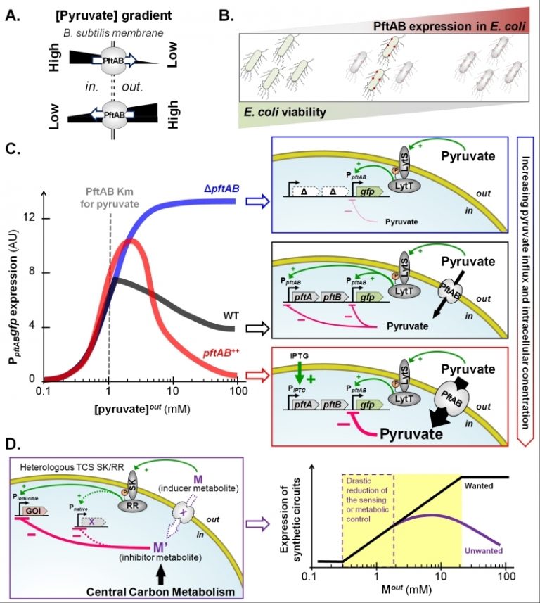 Figure1 Bacterial Metabolic Regulations And Metabolic Engineering