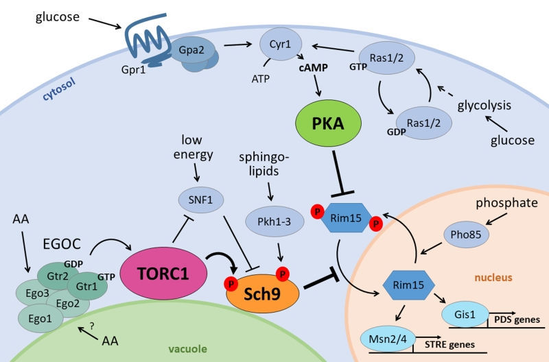 Ph Homeostasis Links The Nutrient Sensing Pka Torc1 Sch9 Menage A Trois To Stress Tolerance And Longevity