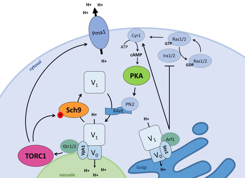 Ph Homeostasis Links The Nutrient Sensing Pka Torc1 Sch9 Menage A Trois To Stress Tolerance And Longevity