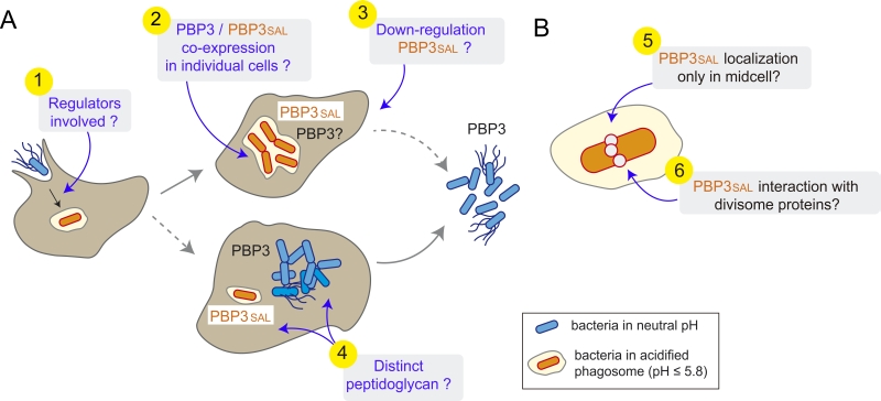 pbp3 e coli