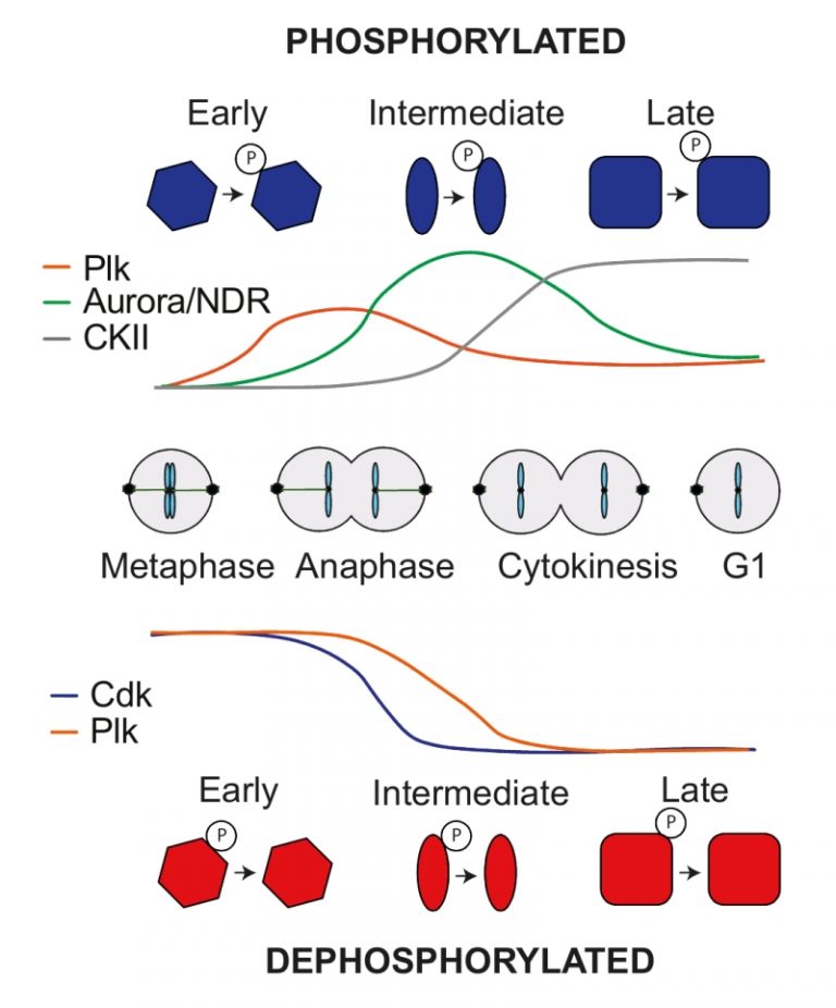 Figure 2 Substrate phosphorylation and dephosphorylation during mitotic ... Biology Diagrams