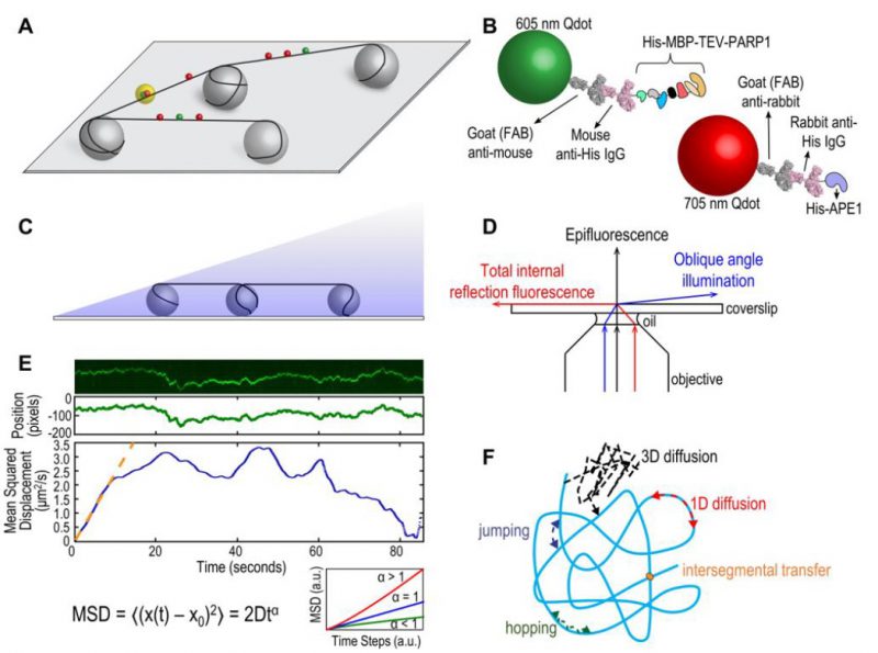 Guidelines For Dna Recombination And Repair Studies Mechanistic Assays Of Dna Repair Processes