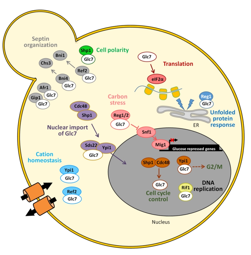 Strategies for Targeting Serine/Threonine Protein Phosphatases with Small  Molecules in Cancer