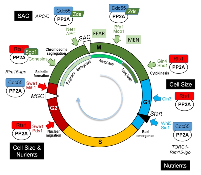 Ser/Thr protein phosphatases in fungi: structure, regulation and function