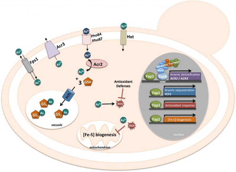 Yeast AP-1 like transcription factors (Yap) and stress response: a 