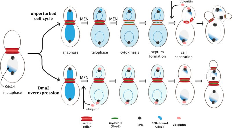 komedie Mok Manhattan Septin clearance from the division site triggers cytokinesis in budding  yeast