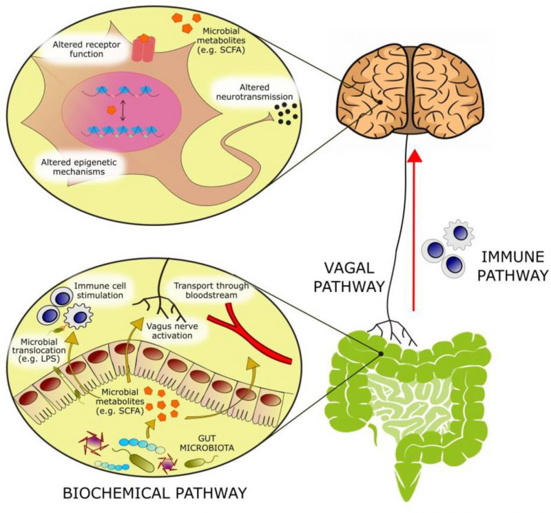 Indigenous Bacteria from the Gut Microbiota Regulate Host Serotonin  Biosynthesis: Cell