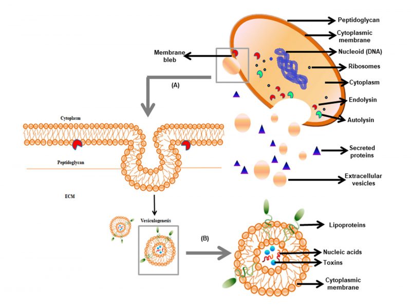 Release of Staphylococcus aureus extracellular vesicles and their  application as a vaccine platform