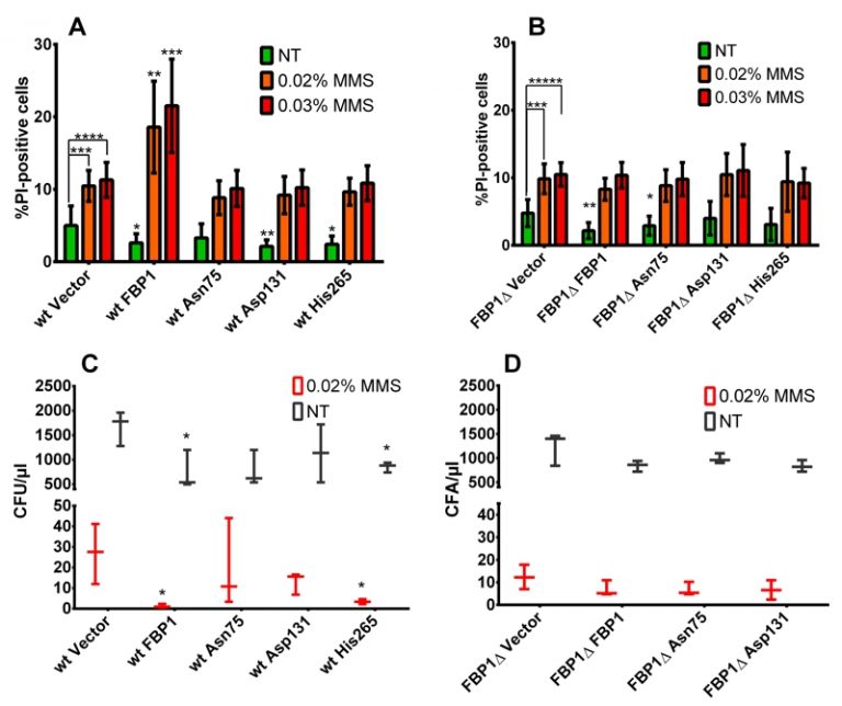 Figure 6 Mutational analysis of FBP1 functions