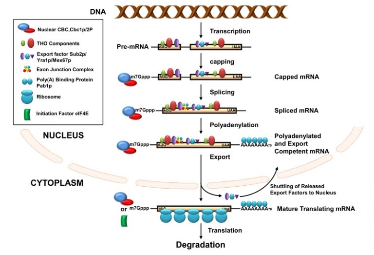 Figure 1 Transcription and mRNA degradation are integrated