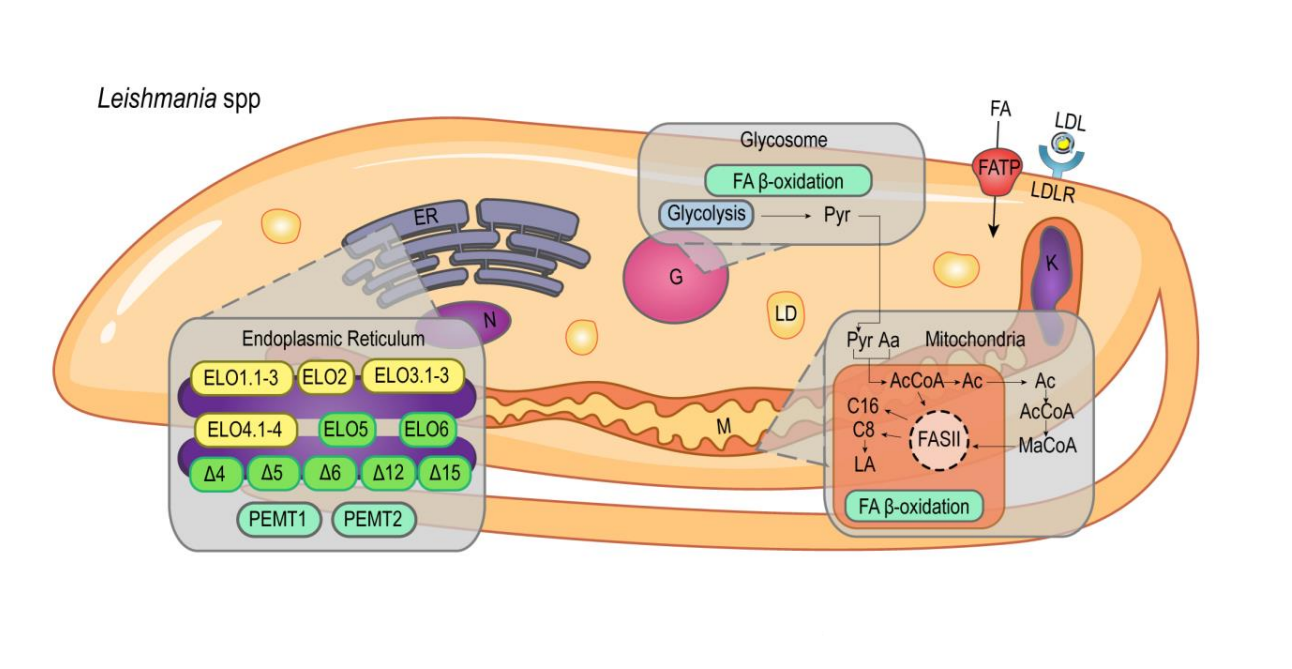 Lipid and fatty acid metabolism in trypanosomatids
