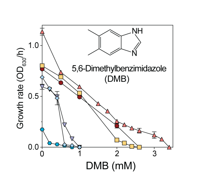 The coenzyme B<sub>12</sub> precursor 5,6-dimethylbenzimidazole is a flavin antagonist in <i>Salmonella</i>