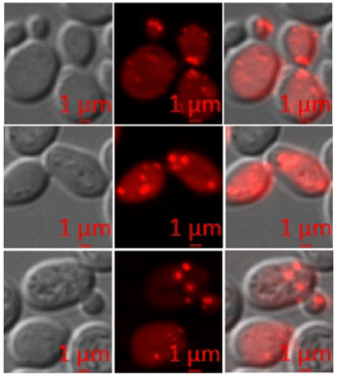 Investigation of the acetic acid stress response in <i>Saccharomyces cerevisiae</i> with mutated H3 residues