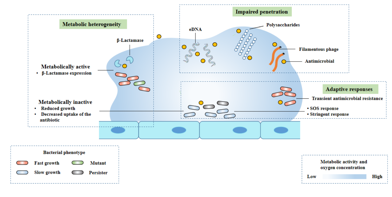 Biofilm tolerance, resistance and infections increasing threat of public health