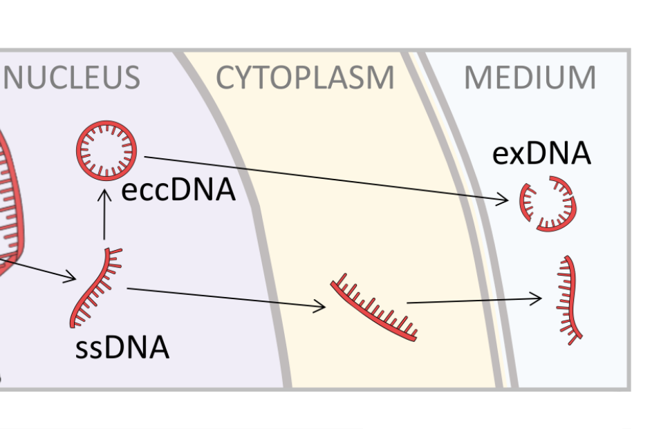 Extracellular DNA secreted in yeast cultures is metabolism-specific and inhibits cell proliferation