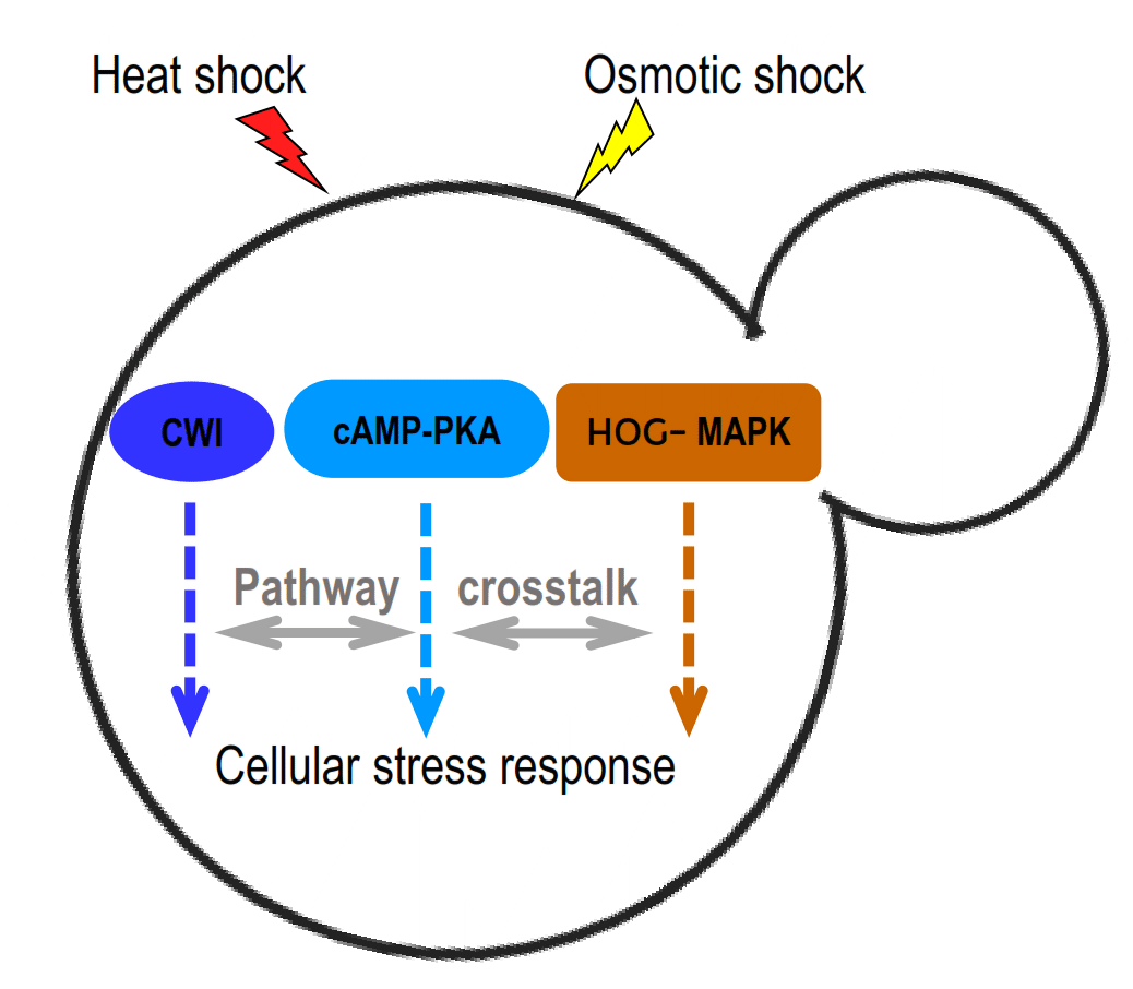 The cAMP-PKA signalling crosstalks with CWI and HOG-MAPK pathways in yeast cell response to osmotic and thermal stress