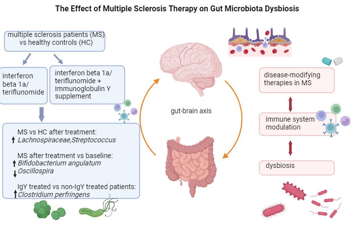 The effect of multiple sclerosis therapy on gut microbiota dysbiosis: a longitudinal prospective study