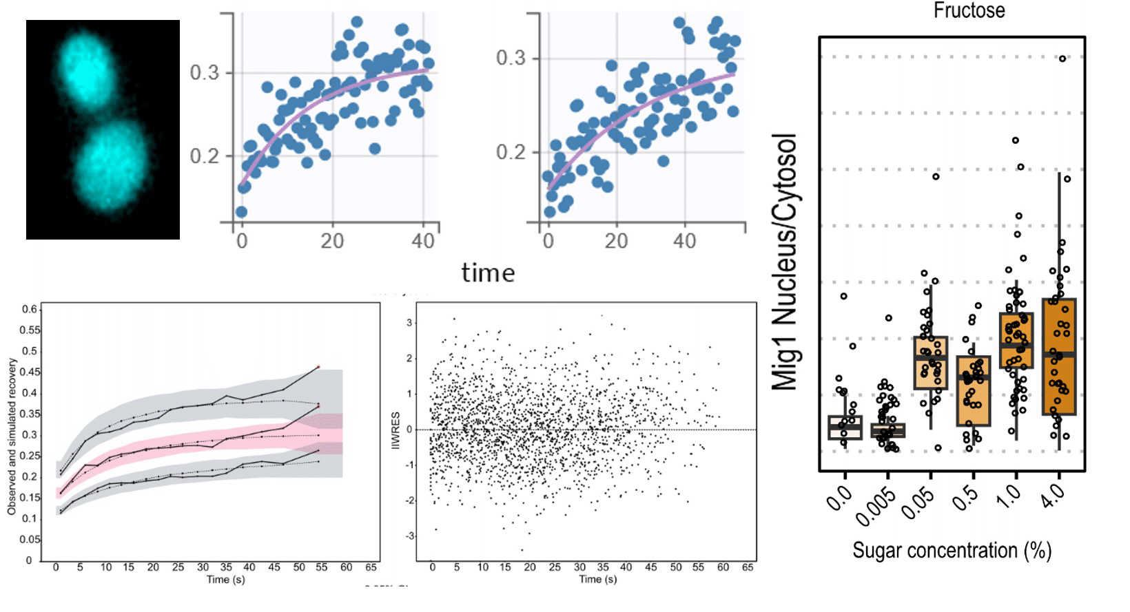 Exploring carbon source related localization and phosphorylation in the Snf1/Mig1 network using population and single cell-based approaches
