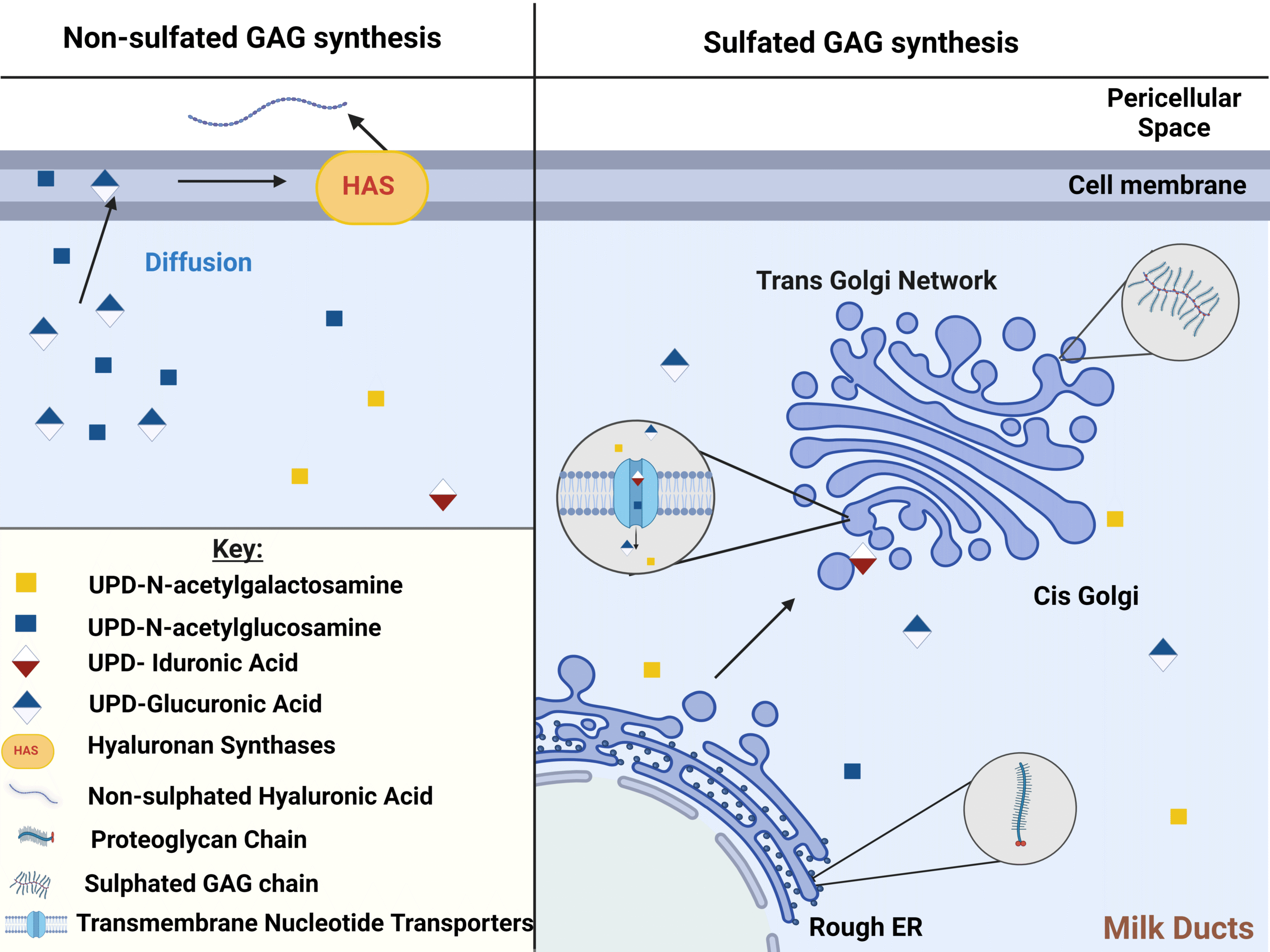 Characterising glycosaminoglycans in human breastmilk and their potential role in infant health