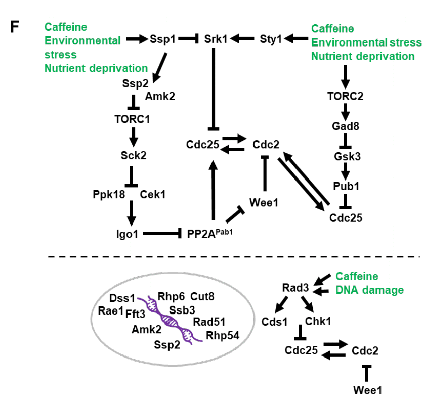 Dissecting the cell cycle regulation, DNA damage sensitivity and lifespan effects of caffeine in fission yeast
