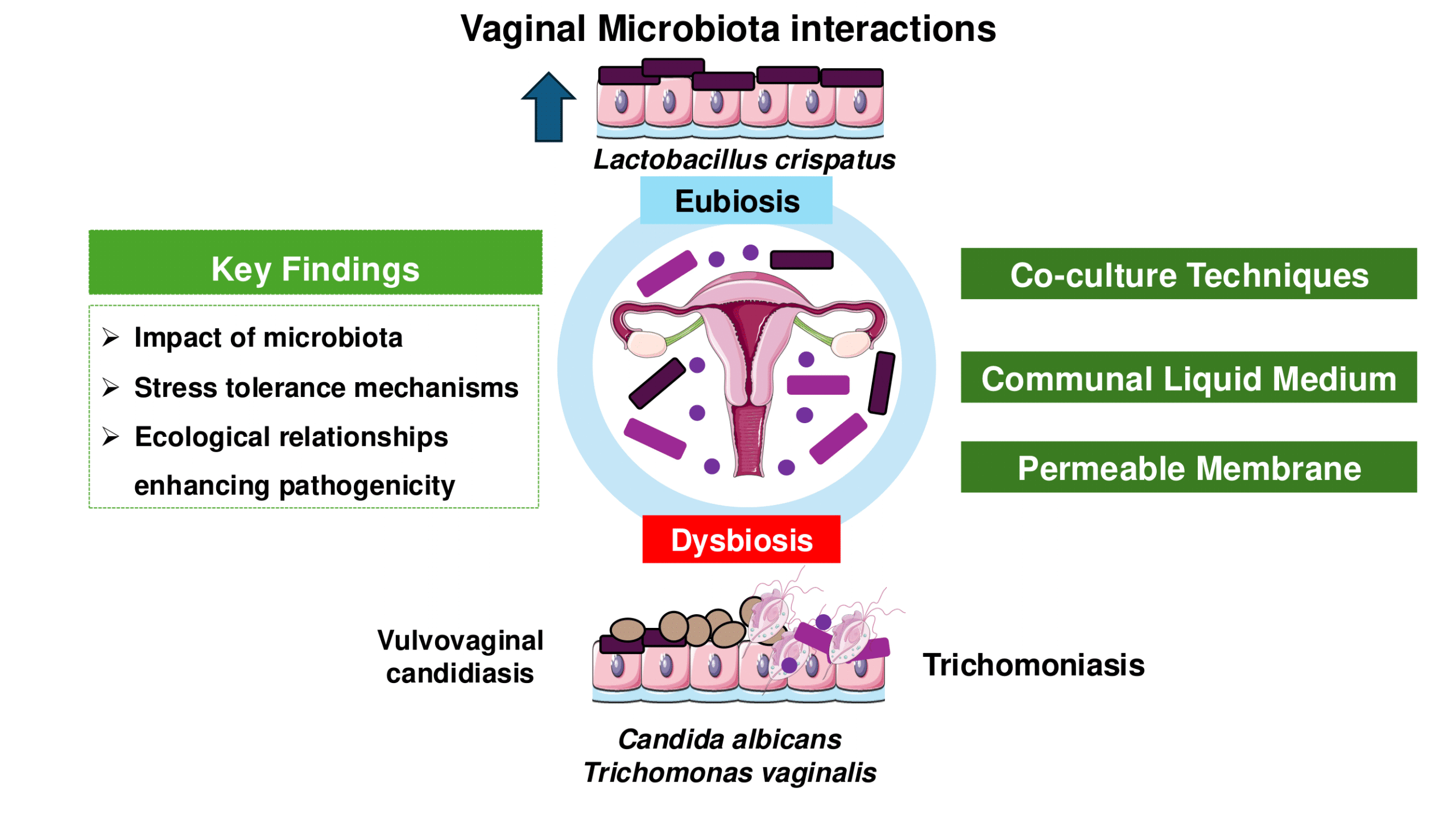 Advancements in vaginal microbiota, <i>Trichomonas vaginalis</i>, and vaginal cell interactions: Insights from co-culture assays