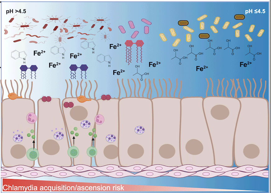 Influence of cervicovaginal microbiota on <i>Chlamydia trachomatis</i> infection dynamics