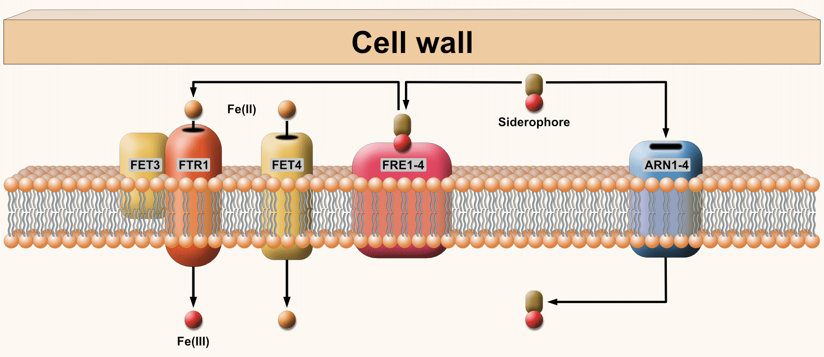 Role of the putative <i>sit1</i> gene in normal germination of spores and virulence of the <i>Mucor lusitanicus</i>