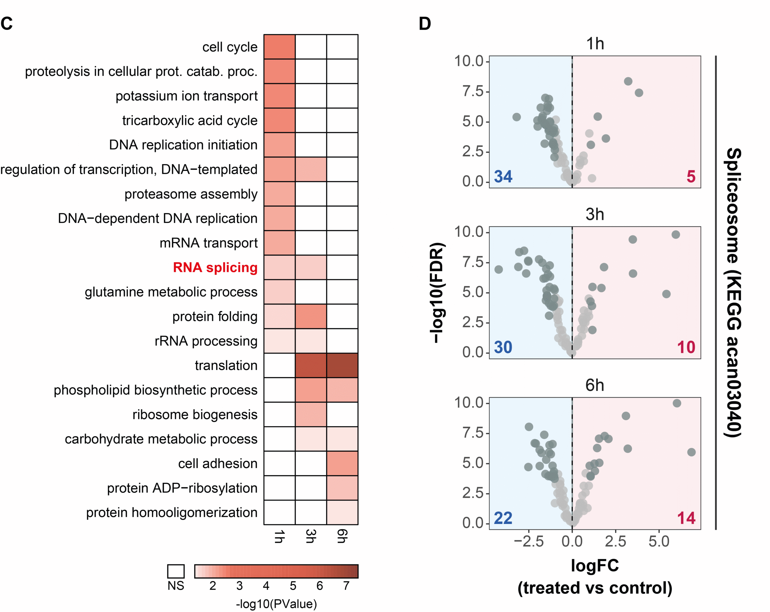 Alternative splicing drives a dynamic transcriptomic response during <i>Acanthamoeba castellanii</i> programmed cell death