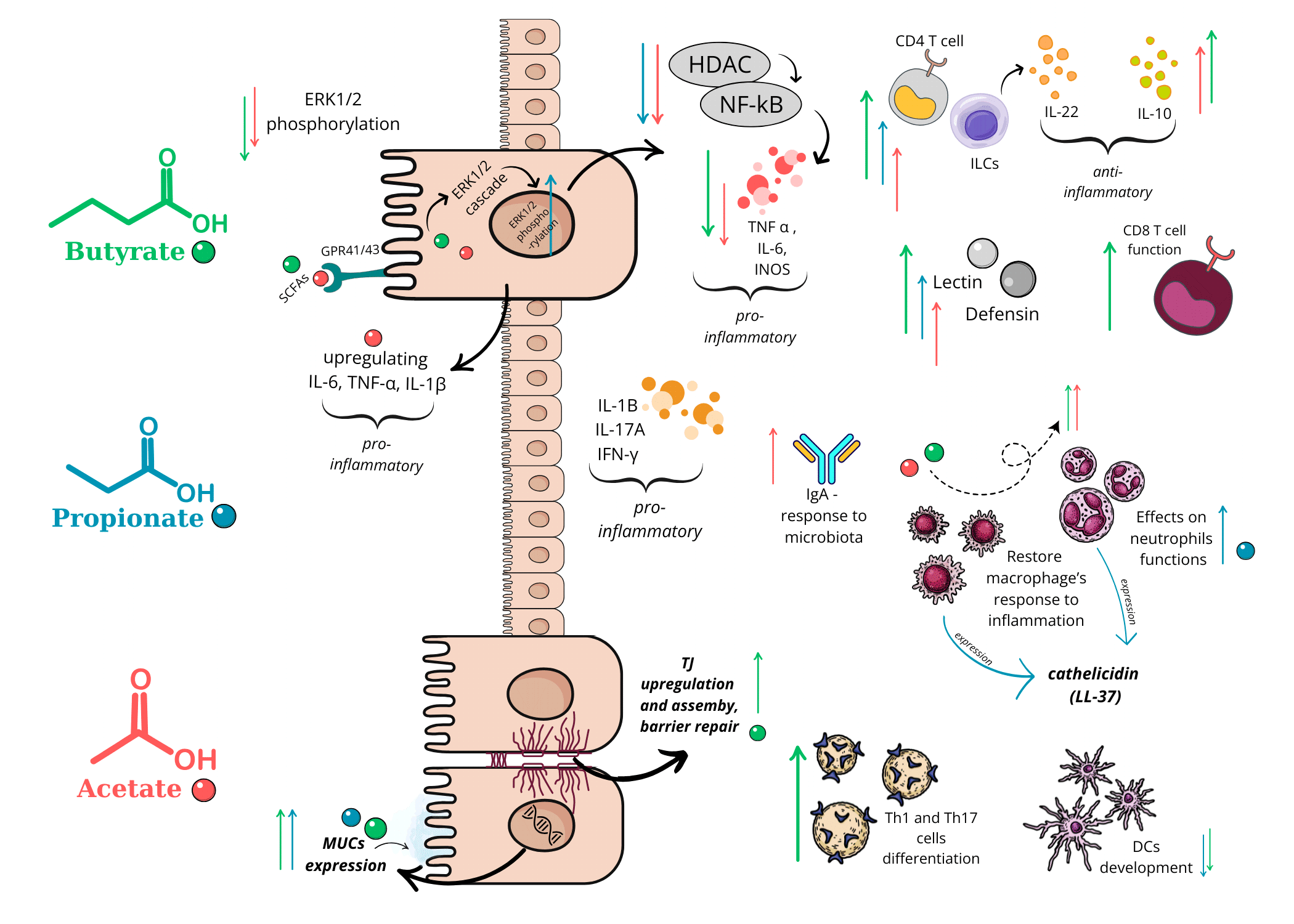 Gut microbiota and ankylosing spondylitis: current insights and future challenges