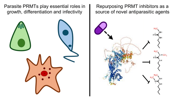 Protein arginine methyltransferases in protozoan parasites: a new path for antiparasitic chemotherapy?