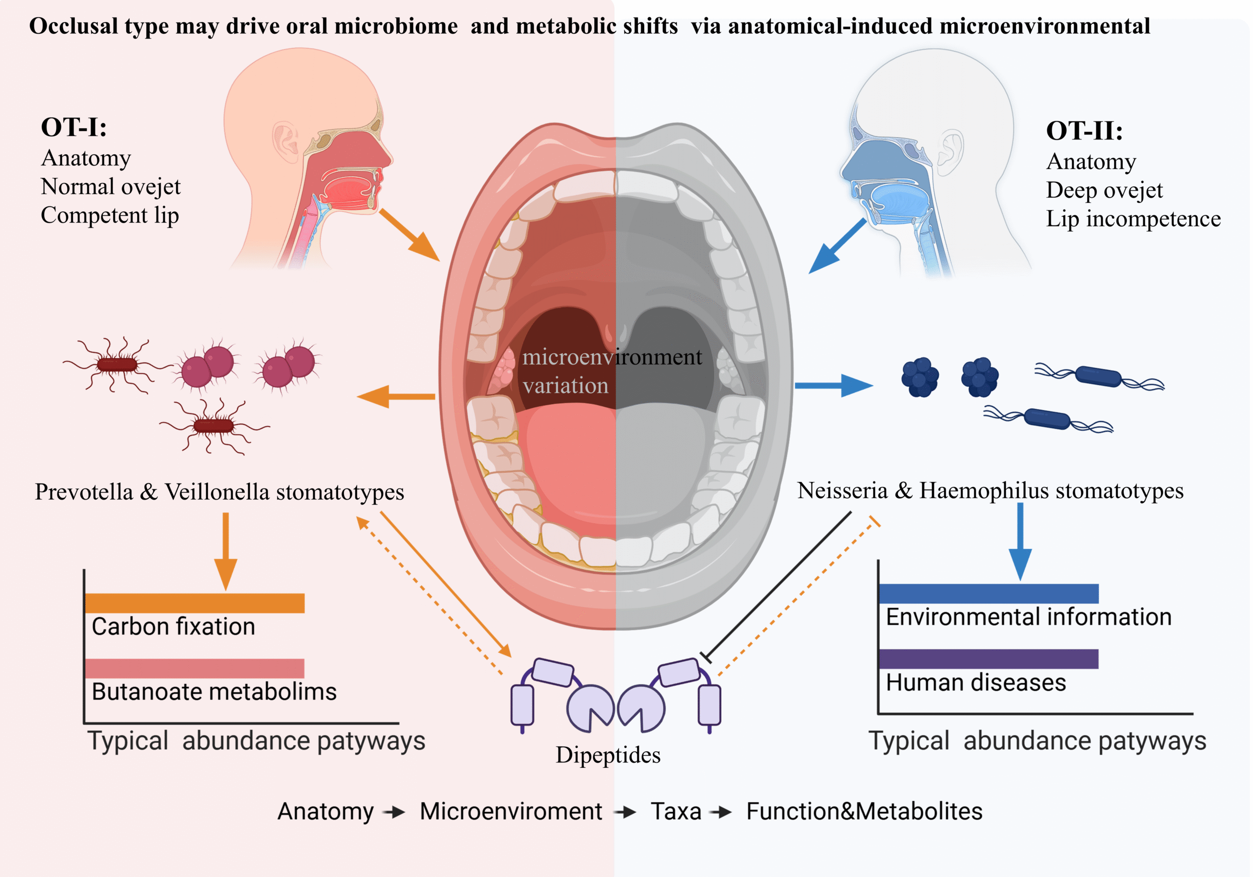 Occlusal types shape oral microbiome stomatotypes and metabolic landscapes: A multi-omics perspective on host-microbe interaction