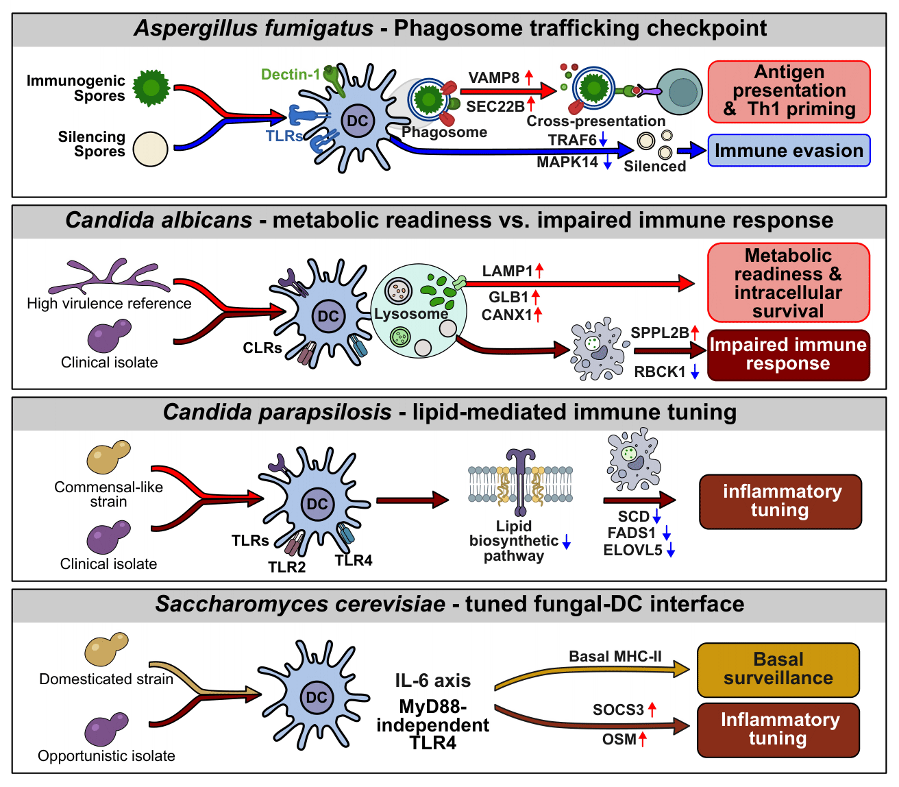 The transcriptome of dendritic cells redraws the boundaries between pathogenicity and commensalism in yeast