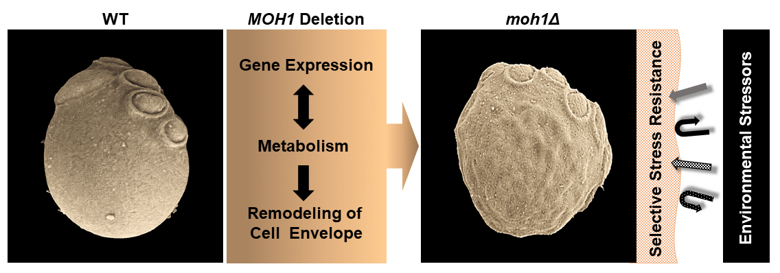Yippee-like protein Moh1 links gene expression to metabolism and selective stress resistance in <i>Saccharomyces cerevisiae</i>