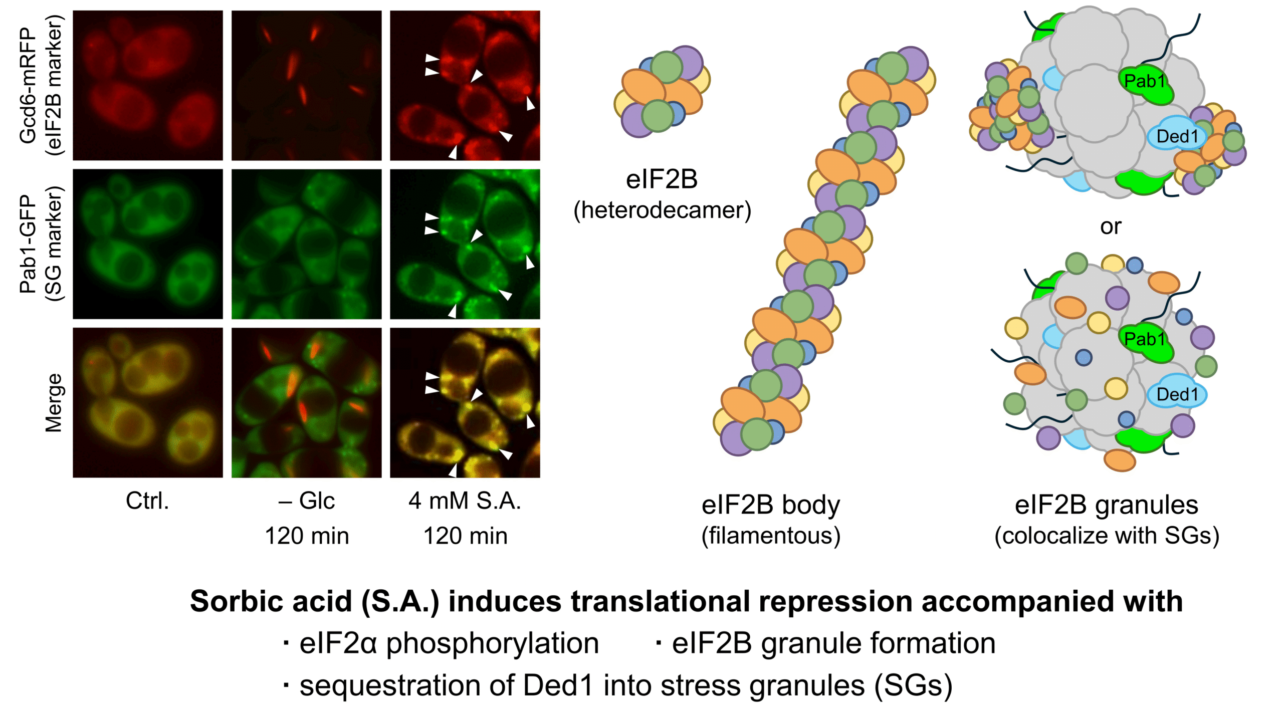 Fungistatic effect of sorbic acid on yeast cells via translational repression involving eIF2α phosphorylation and formation of Ded1- and eIF2B-granules