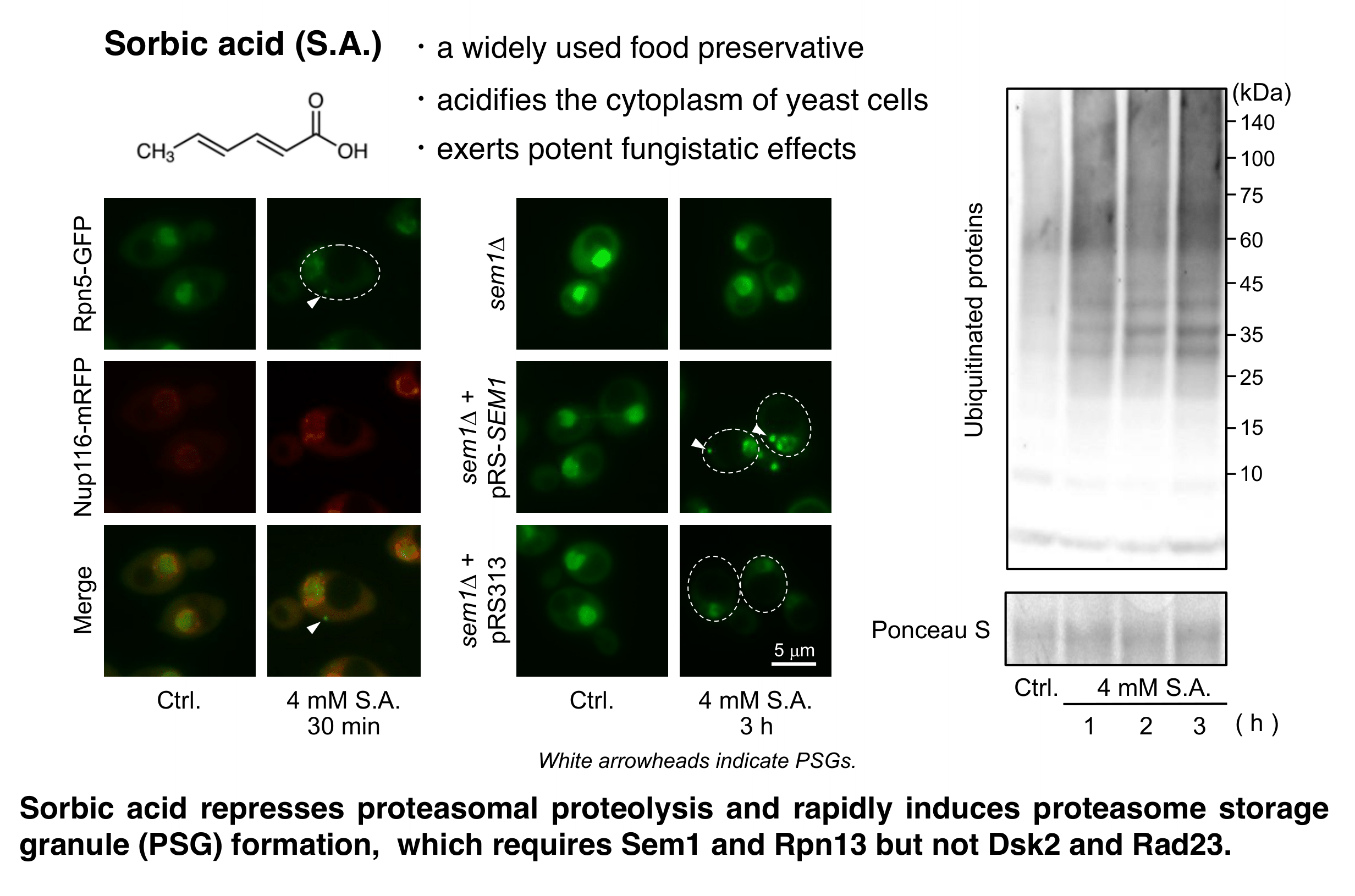 Sorbic acid triggers rapid formation of proteasome storage granules in <i>Saccharomyces cerevisiae</i>
