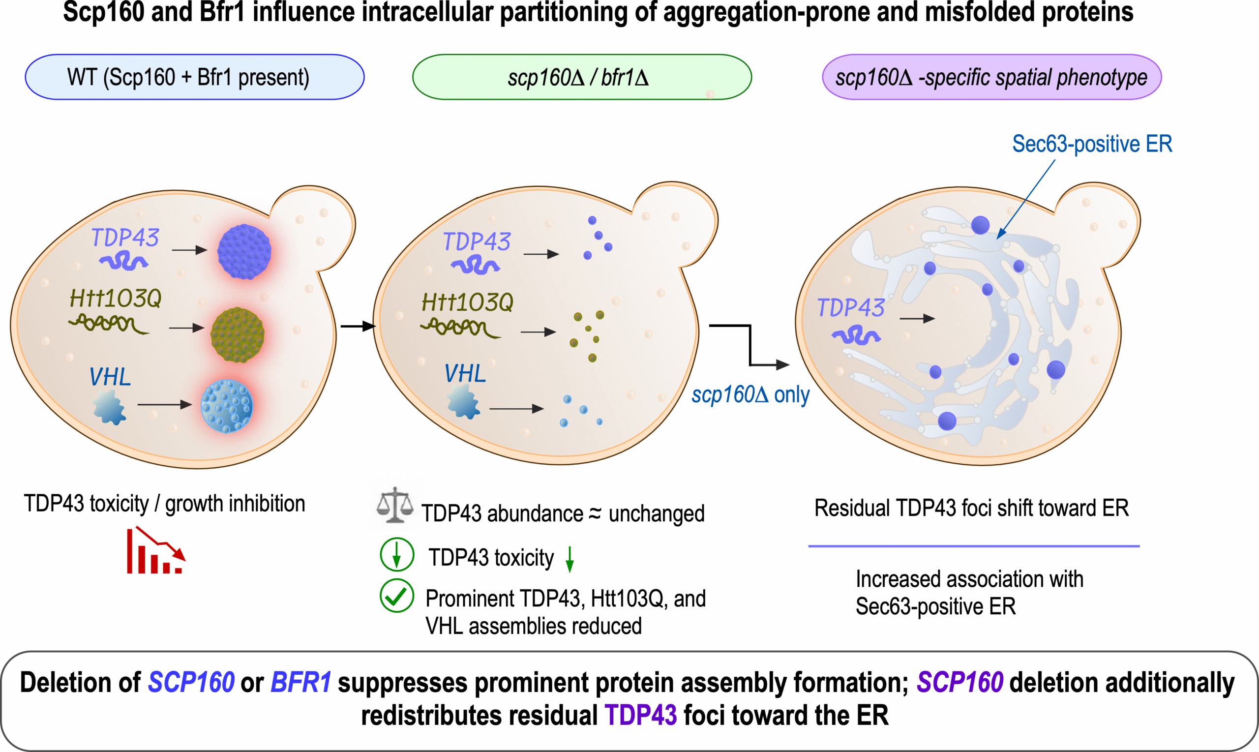 Scp160 deletion suppresses TDP-43 aggregation and toxicity in <i>Saccharomyces cerevisiae</i>