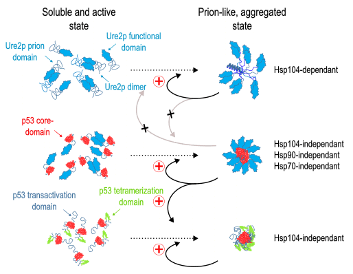 The p53 DNA-Binding (Core) Domain can form a prion that seeds prion formation in full-length p53